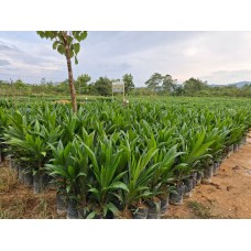 Bibit Sawit Sriwijaya 5 dan Simalungun - Sulawesi Tenggara, Kendari